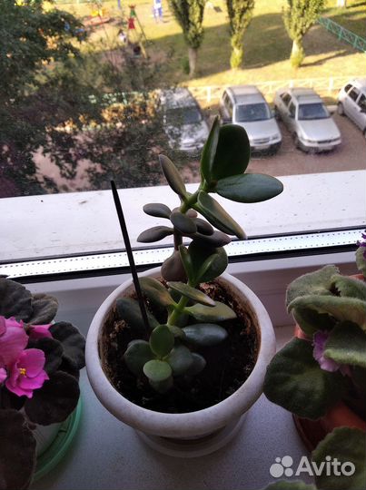 Денежное дерево-толстянка приносит денежную удачу