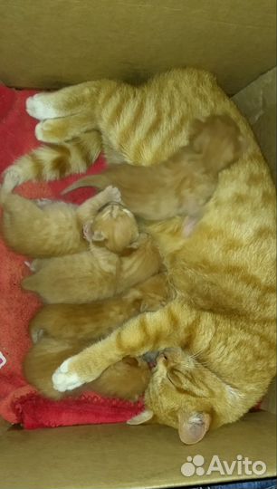 Кошки в добрые руки