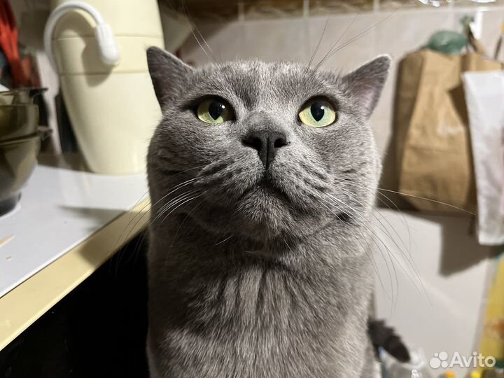 Вязка (кот ищет кошку) британская порода