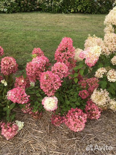 Гортензия Бабл Гам, Литл Спуки, Пан