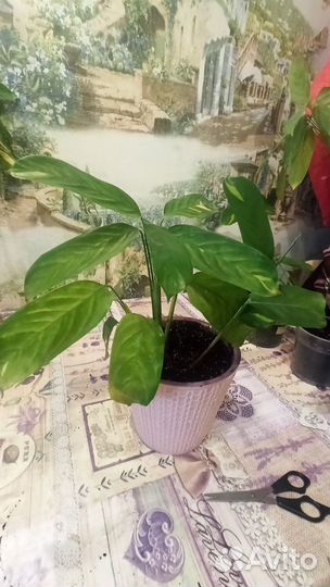 Ктенанта лубберса