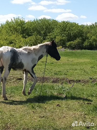 Продам кобылку