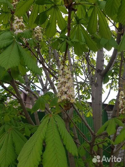 Саженцы каштана