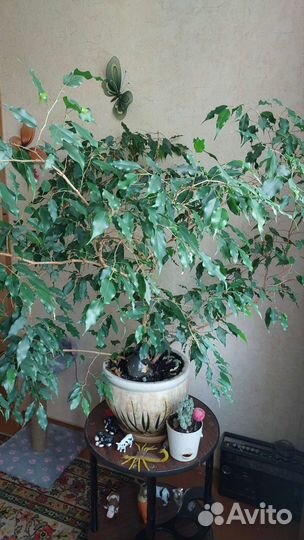 Фикус бенджамина