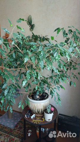 Фикус бенджамина
