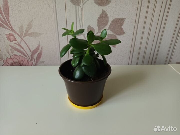 Комнатные цветы