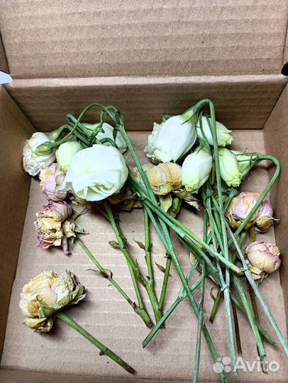 Засушенные розы