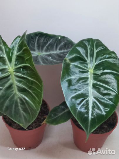 Алоказия пинк дракон