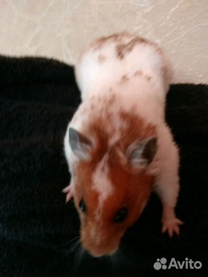 Сирийские короткошерстные хомячки