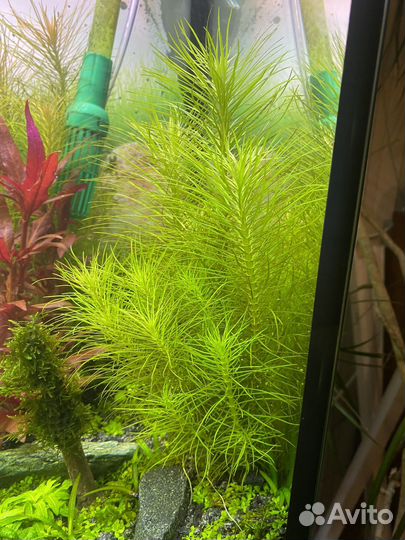 Растения для аквариума