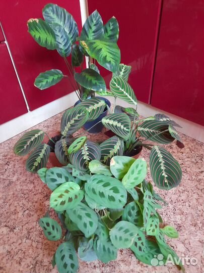 Комнатные цветы