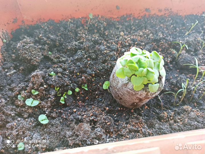 Торфяные таблетки Jiffy,41 мм,100 шт/уп