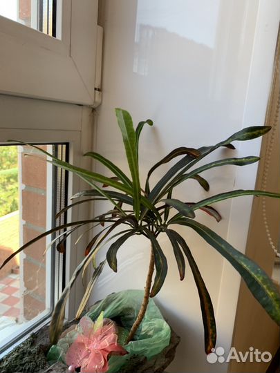 Кротон норма