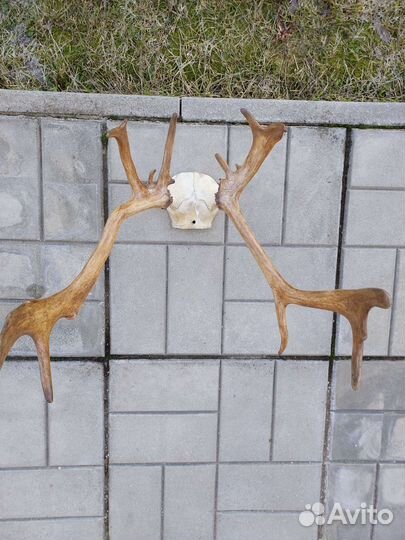 Рога оленя.любые по 1500