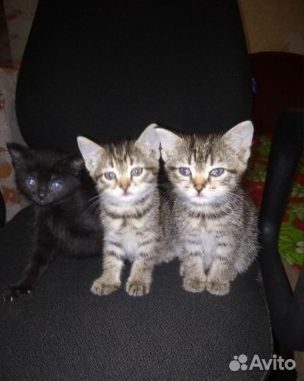 Котёнок Котята мануальные