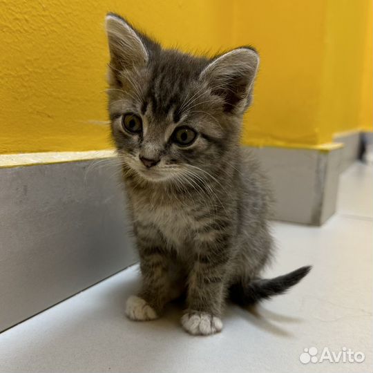 Котенок в доьрые руки бесплатно