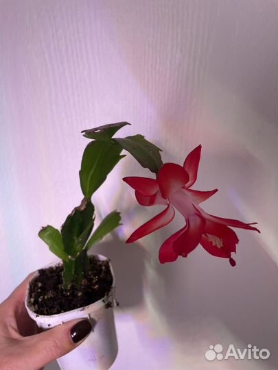 Декабрист шлюмбергера красный