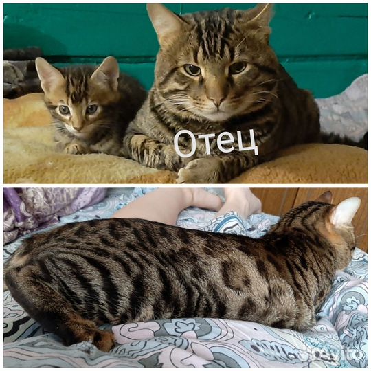 Кошка