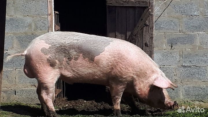 Хряк на племя