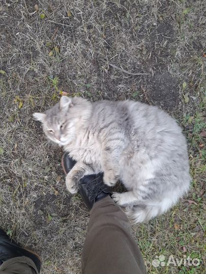 Кошки в добрые руки