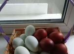 Инкубационное яйцо маран и легбар кремовый
