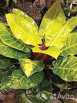 Филодендрон Moonlight Мунлайт