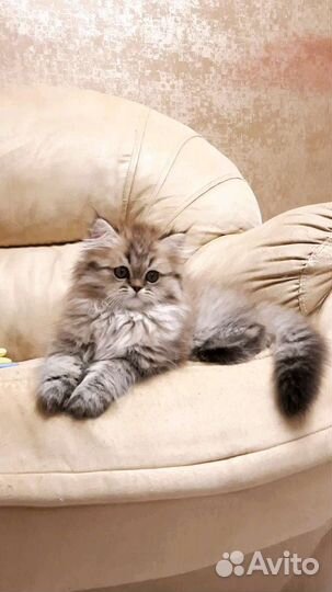 Персидские котята