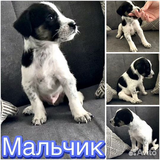 Щенки курцхаара в добрые руки