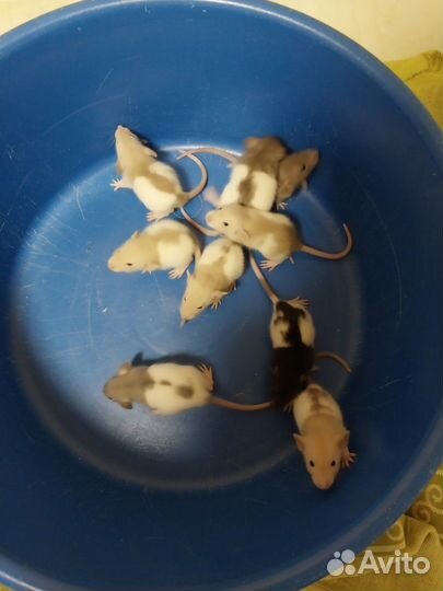 Декоративная крыса дамбо