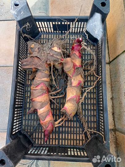 Клубни Канны