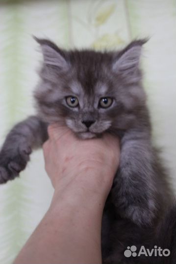 Мейн-кун мальчик