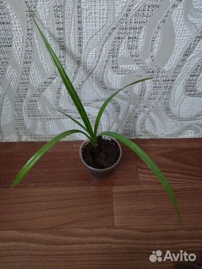 Винтовая пальма панданус