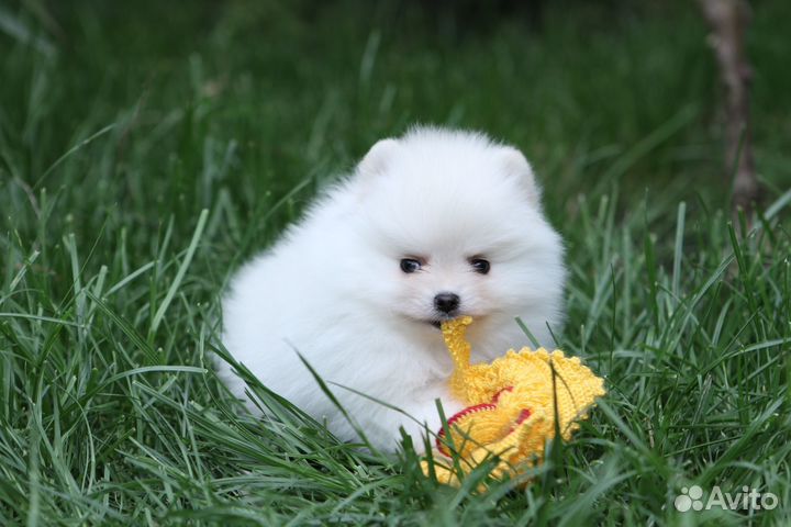 Мальчик карликовый