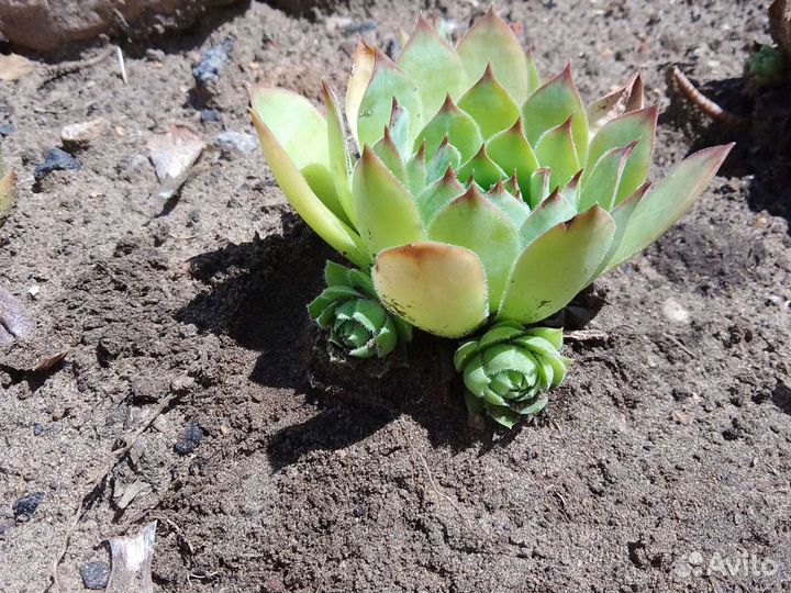 Каменная роза, безвременник