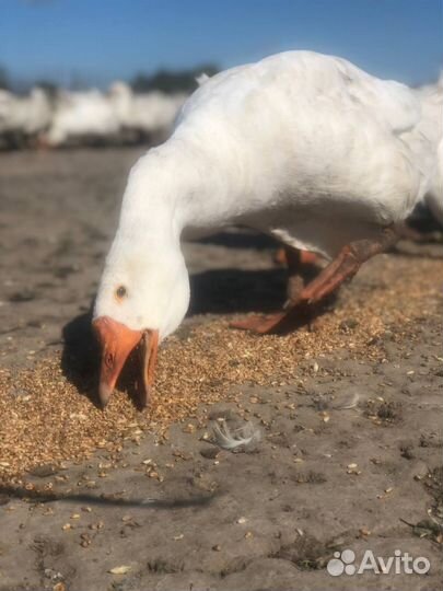 Продам гусей породы Линда (маточное стадо)