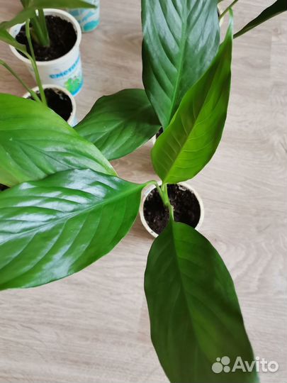 Спатифиллум