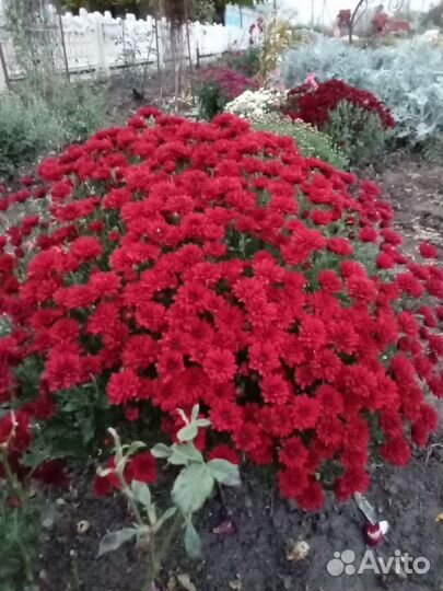 Хризантемы мультифлора шаровидная