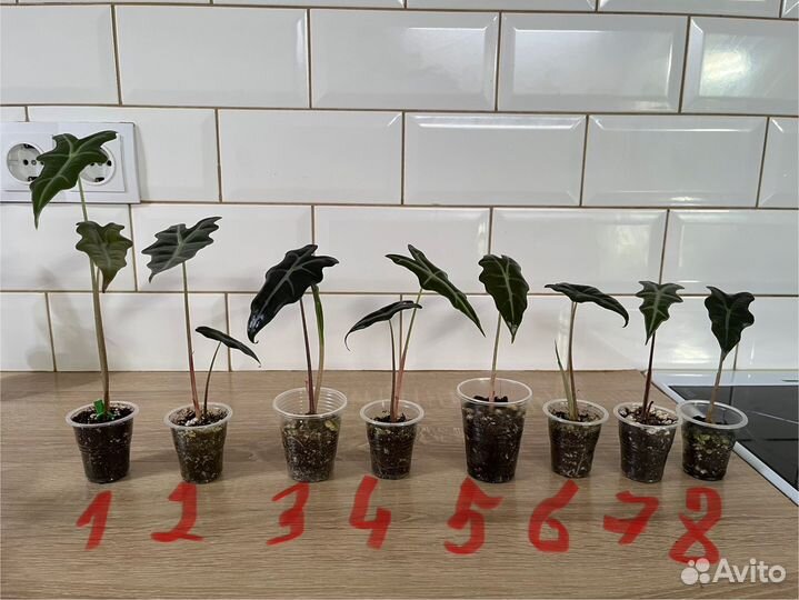 Алоказия Нобилис