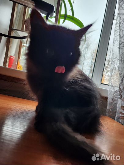 Котята отдам в добрые руки