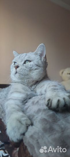 Случка кошки