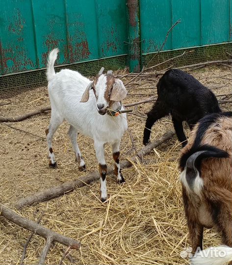 Коза и козлики