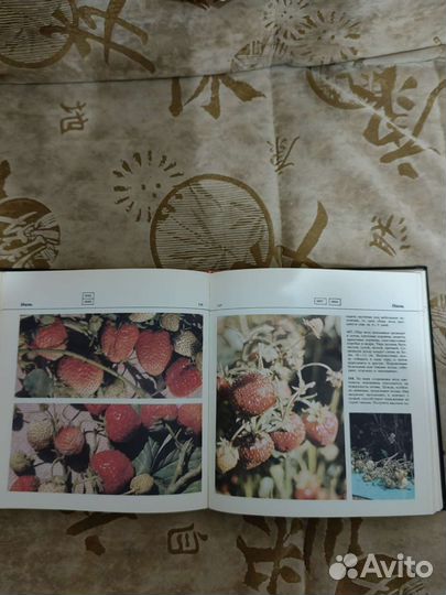 Книга Приусадебный сад. Б. А. Попов