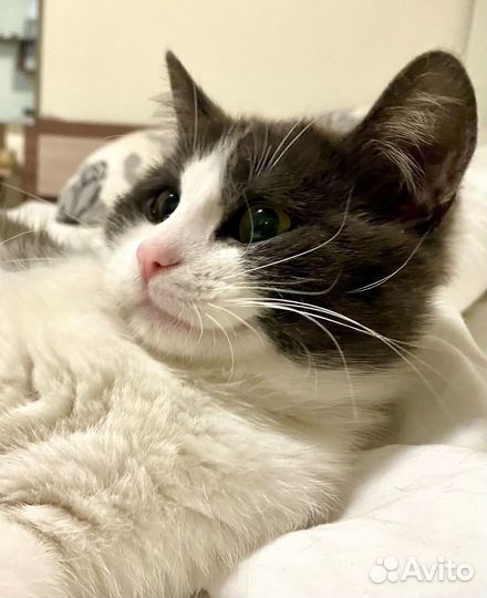 Новый дом для котика