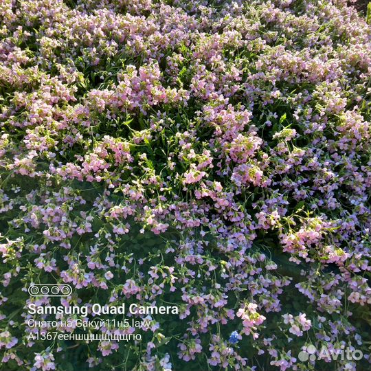 Цветы для сада