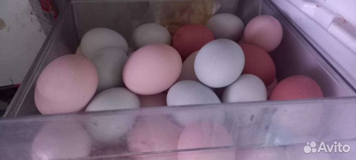 Яйца на инкубацию. Петухи