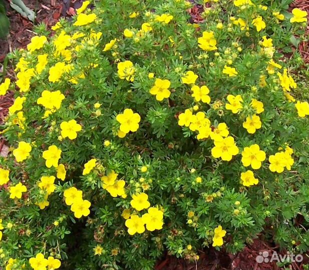 Лапчатка кустарниковая