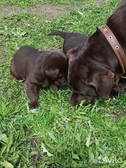 Продам щенков шоколадного Лабрадора