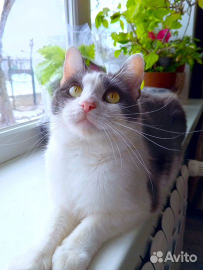 Отдам кота в добрые руки