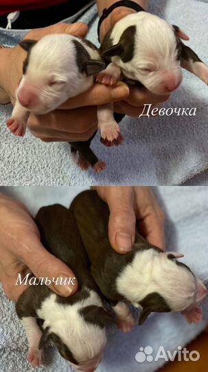 Собака амстафф