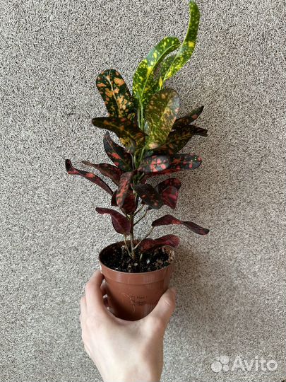 Кротон Bush on Fire(буш о файер)